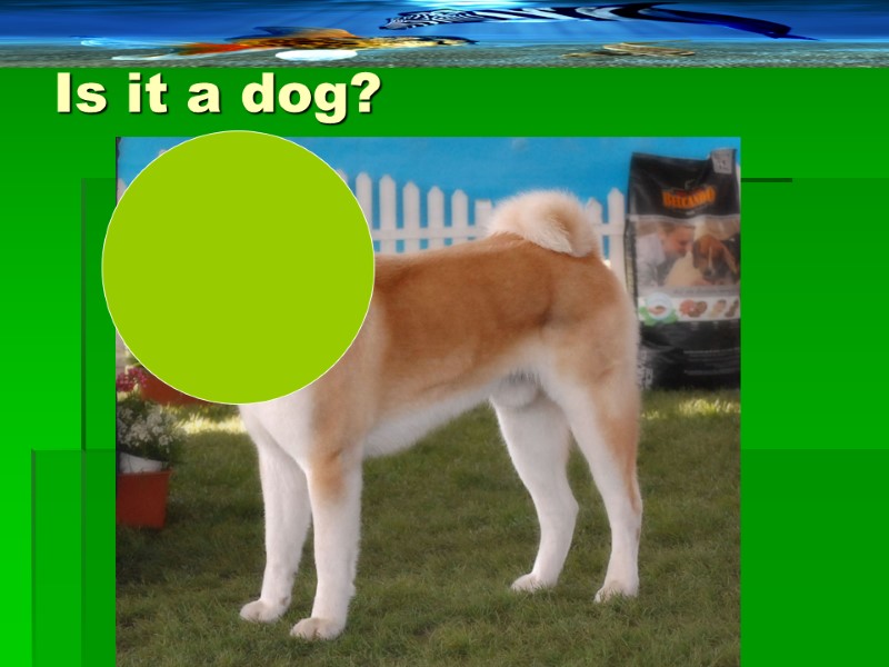 Is it a dog?